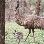 Emu family