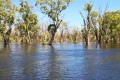 Murray River floodplains
