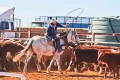 Travel photography cattle mustering